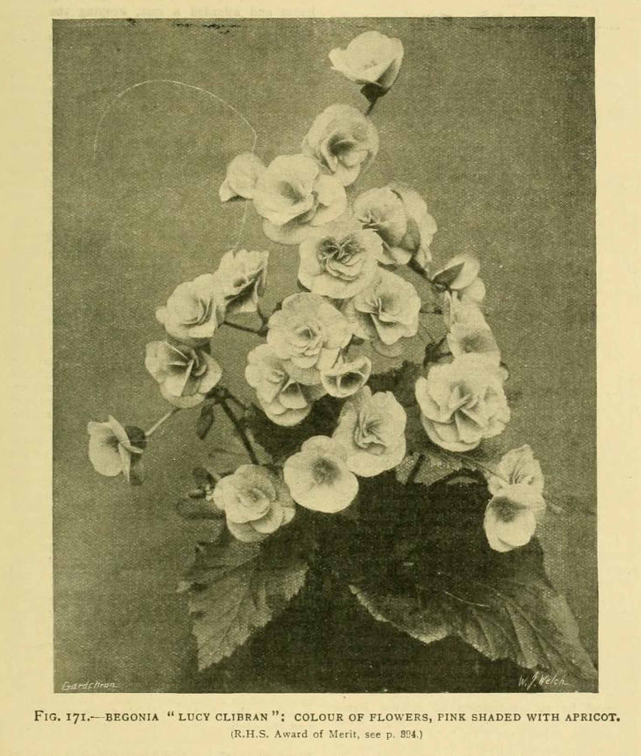 B. ‘Lucy Clibran’